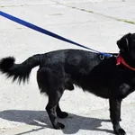 Znaleziono psa, Pieckowo, 9 maja 2023