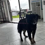 Znaleziono psa, Świdnica, 26 maja 2023