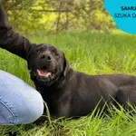 Pies do adopcji, Dąbrówka, 18 maja 2023