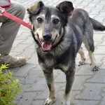 Pies do adopcji, Rzeszów, 26 maja 2023