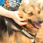 Pies do adopcji, Przyborówko, 16 lipca 2018