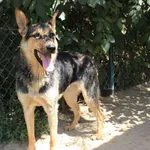 Pies do adopcji, Przyborówko, 21 lipca 2018