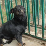 Pies do adopcji, Przyborówko, 12 września 2018