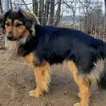 Znaleziono psa, Pieckowo, 18 kwietnia 2023