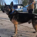 Znaleziono psa, Pieckowo, 27 kwietnia 2023