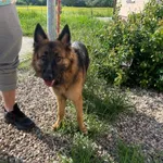 Znaleziono psa, Świdnica, 25 maja 2023