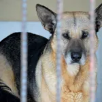 Pies do adopcji, Pniewo-Czeruchy, 26 maja 2023