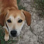 Pies do adopcji, Racławice, 26 maja 2023