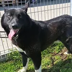 Znaleziono psa, Choszczno, 27 maja 2023