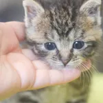 Kot do adopcji, Zielona Góra, 28 maja 2023