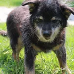 Pies do adopcji, Grudziądz, 26 maja 2023