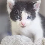 Kot do adopcji, Zielona Góra, 28 maja 2023