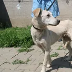 Pies do adopcji, Nowy Dwór Mazowiecki, 27 maja 2023