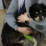 Pies do adopcji, Kraków, 14 maja 2023