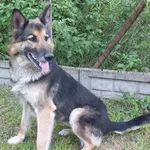 Znaleziono psa, Nowa Krępa, 19 maja 2023