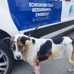 Znaleziono psa, Sosnowiec, 27 maja 2023