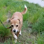 Pies do adopcji, Oborniki, 11 maja 2023