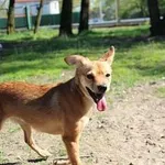 Pies do adopcji, Oborniki, 16 kwietnia 2023