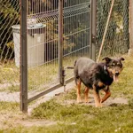 Pies do adopcji, Czartki, 28 maja 2023