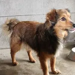 Pies do adopcji, Oborniki, 22 kwietnia 2023