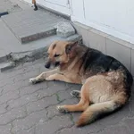 Znaleziono psa, Młodolino, 28 maja 2023