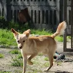Pies do adopcji, Oborniki, 22 kwietnia 2023