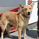 Znaleziono psa, Oborniki, 25 maja 2023