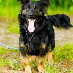 Pies do adopcji, Elbląg, 30 maja 2023