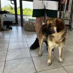 Znaleziono psa, Świdnica, 31 maja 2023