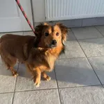 Znaleziono psa, Świdnica, 30 maja 2023