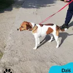 Znaleziono psa, Dąbrówka, 27 maja 2023