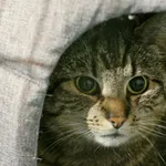 Znaleziono kota, Wałbrzych, 24 maja 2023