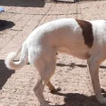 Znaleziono psa, Pieckowo, 31 maja 2023