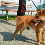 Znaleziono psa, Racławice, 30 maja 2023