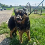 Znaleziono psa, Racławice, 27 maja 2023