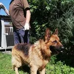 Znaleziono psa, Siedlce, 12 sierpnia 2020