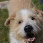 Pies do adopcji, Olsztyn, 3 czerwca 2015
