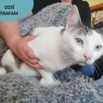 Znaleziono kota, Dąbrówka, 31 maja 2023