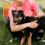 Pies do adopcji, Czartki, 30 maja 2023