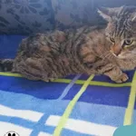 Znaleziono kota, Dąbrówka, 23 maja 2023