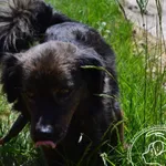 Pies do adopcji, Chełmek, 12 maja 2023