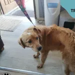 Znaleziono psa, Dąbrówka, 23 maja 2023
