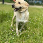 Pies do adopcji, Kielce, 1 czerwca 2023