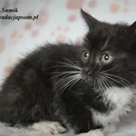 Kot do adopcji, Nowy Dwór Mazowiecki, 2 czerwca 2023