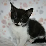 Kot do adopcji, Nowy Dwór Mazowiecki, 2 czerwca 2023