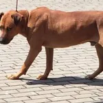 Znaleziono psa, Tatary, 18 maja 2023