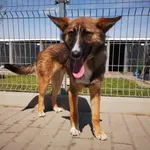 Pies do adopcji, Choszczno, 4 maja 2023