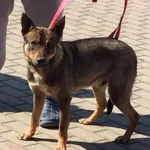 Znaleziono psa, Tatary, 23 maja 2023