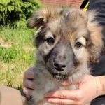 Pies do adopcji, Olsztyn, 22 maja 2023