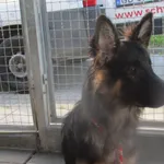 Znaleziono psa, Gdańsk, 31 maja 2023